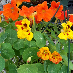 Nasturtium